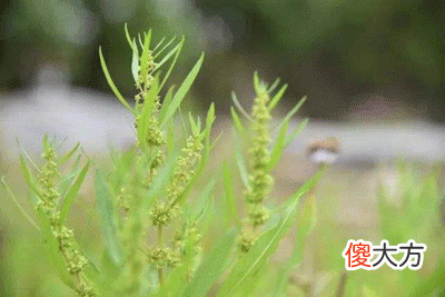 41，甲辰是什么意思，甲辰详解