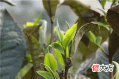 53，丙辰是什么意思，丙辰详解