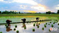 54，丁巳是什么意思，丁巳详解