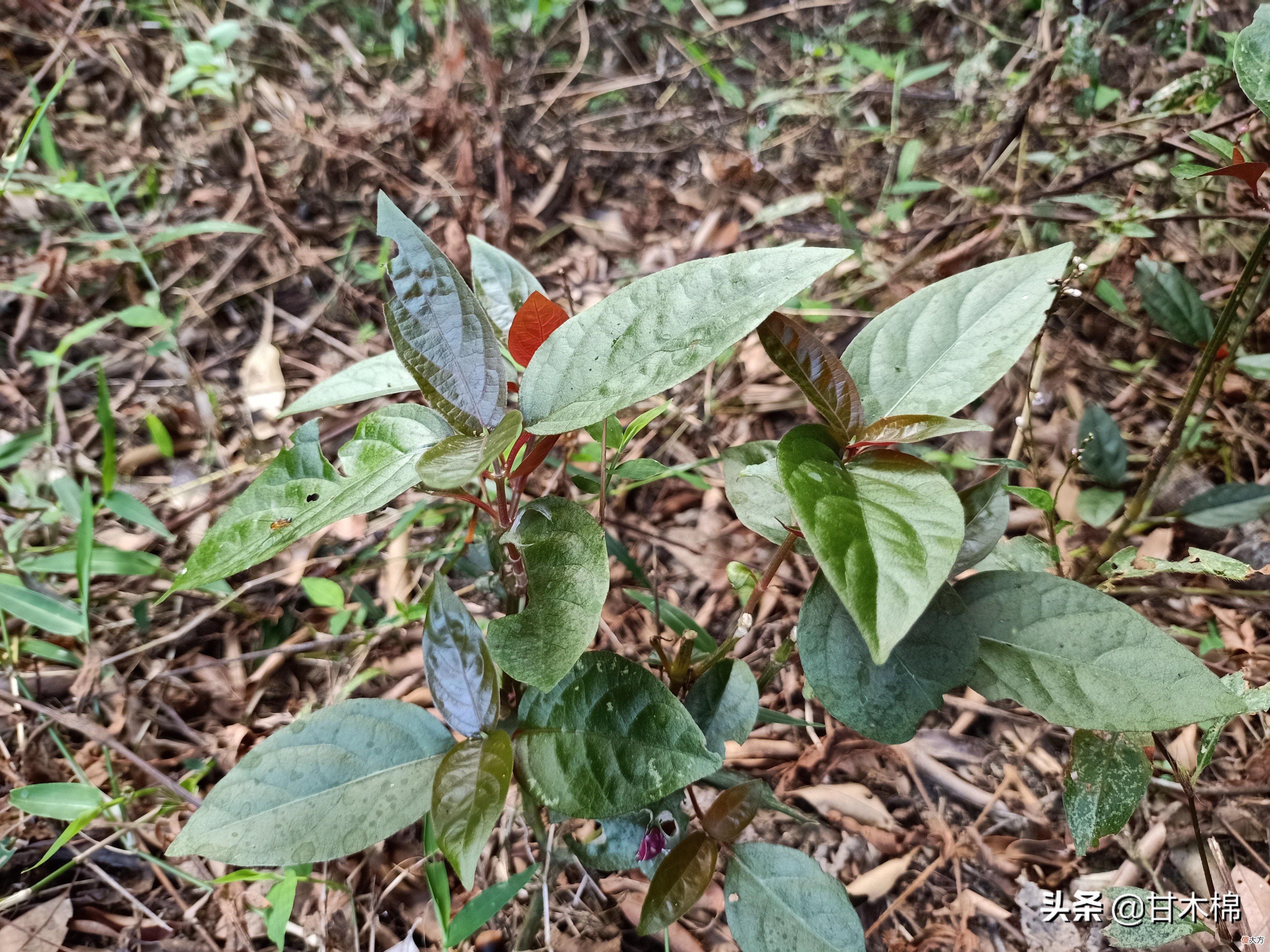 可以自己上山采挖的15种煲汤辅料，两广人常用它们煲靓汤