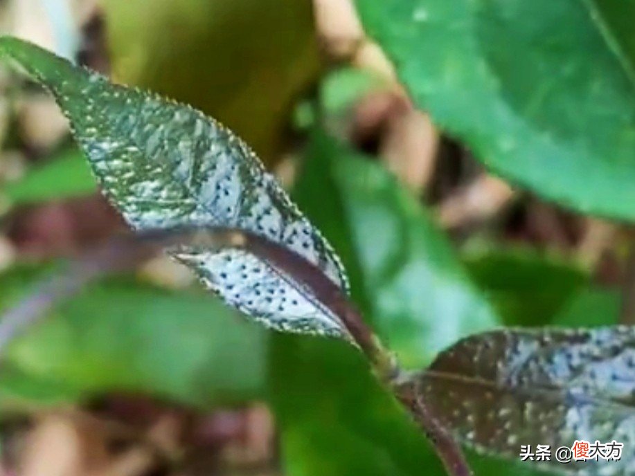 可以自己上山采挖的15种煲汤辅料，两广人常用它们煲靓汤