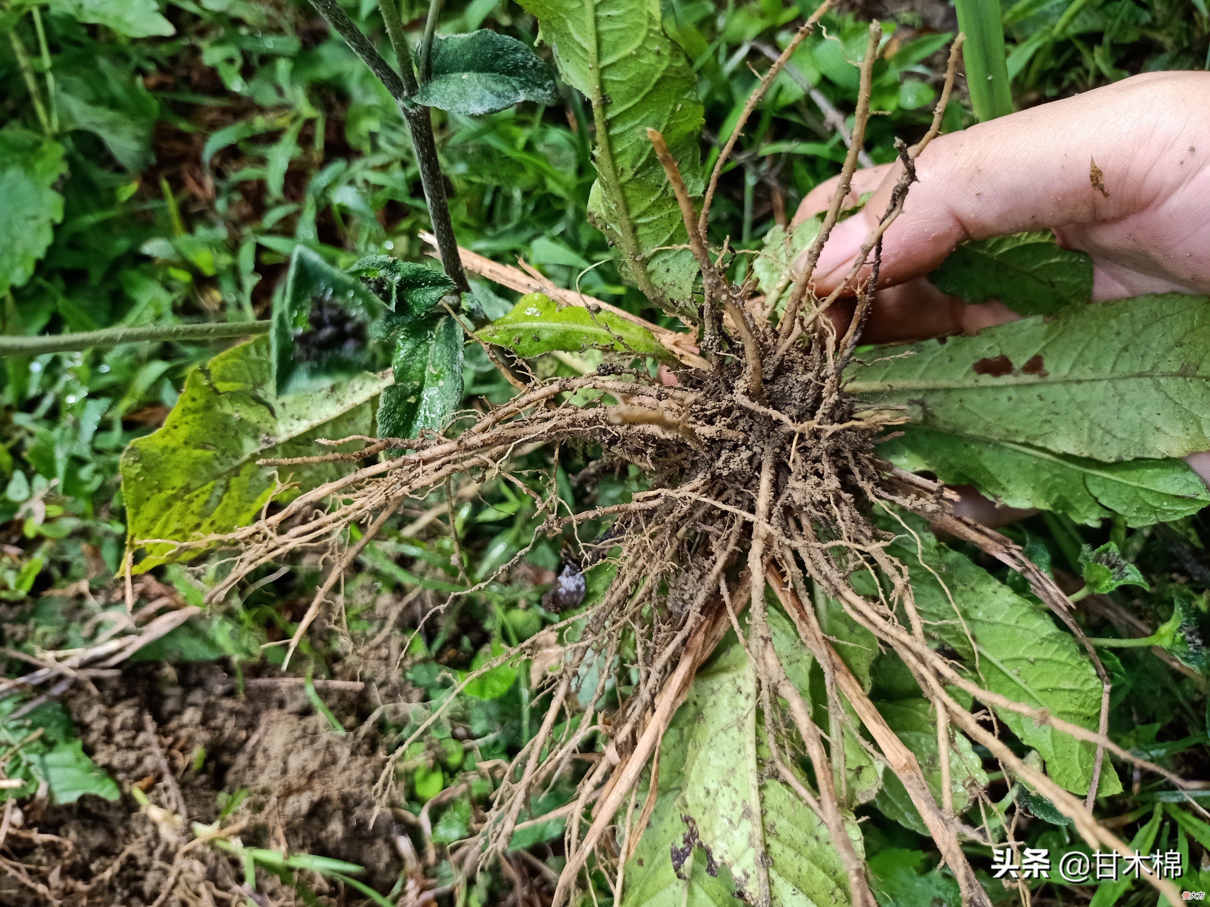 可以自己上山采挖的15种煲汤辅料，两广人常用它们煲靓汤