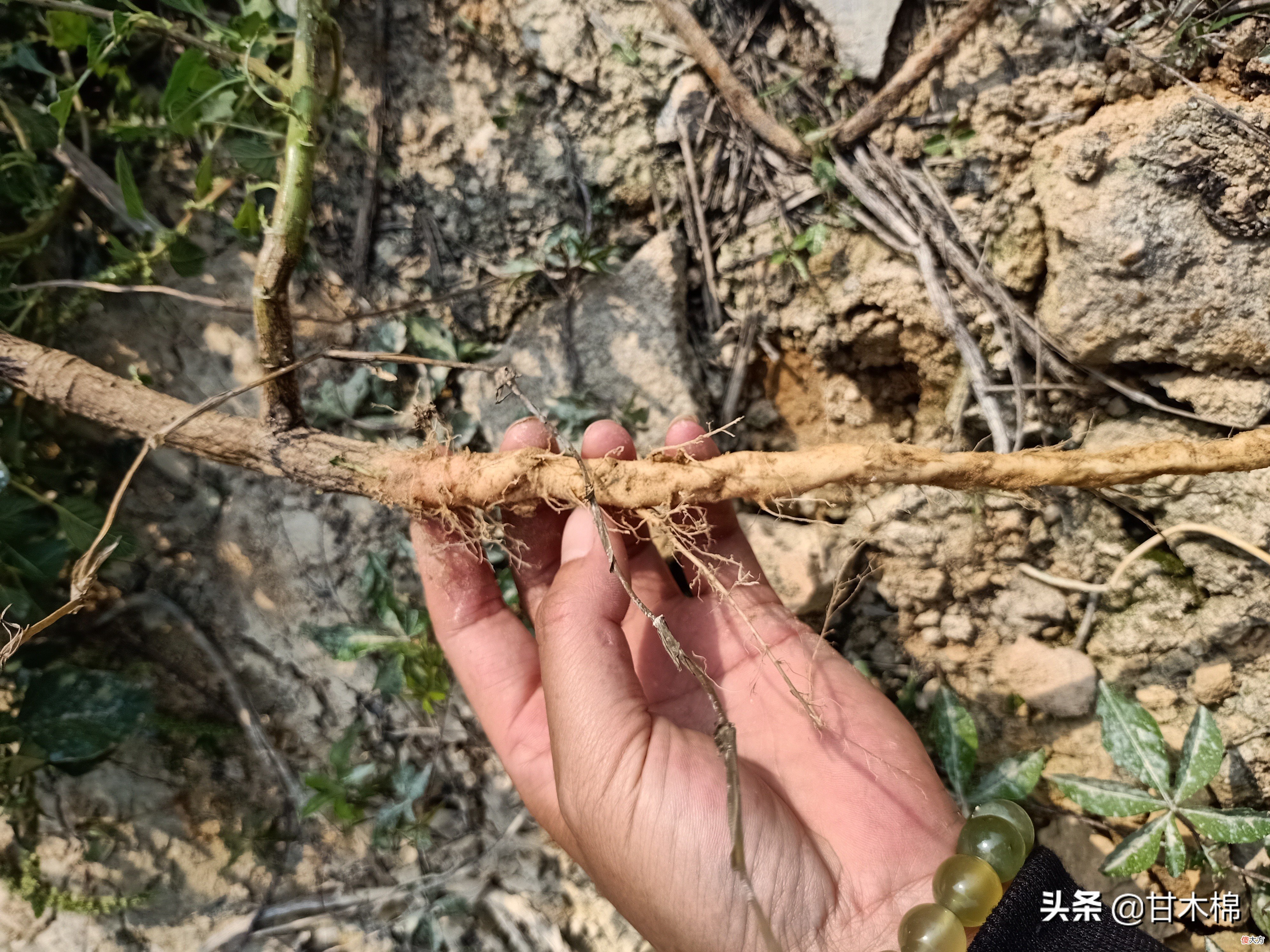 可以自己上山采挖的15种煲汤辅料，两广人常用它们煲靓汤