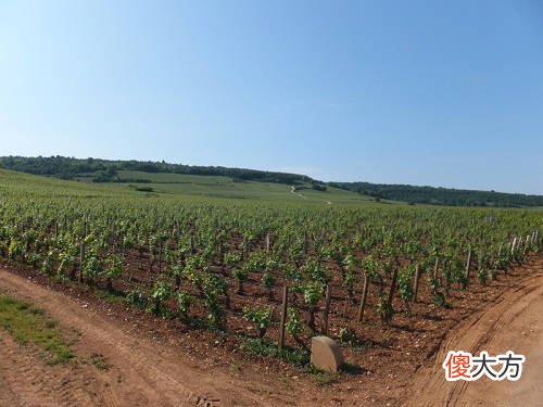 开一家葡萄酒店需要多少钱 中国一个葡萄酒庄园要多少钱