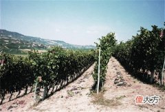 什么样的红酒加盟品牌好 品牌红酒加盟政策有哪些