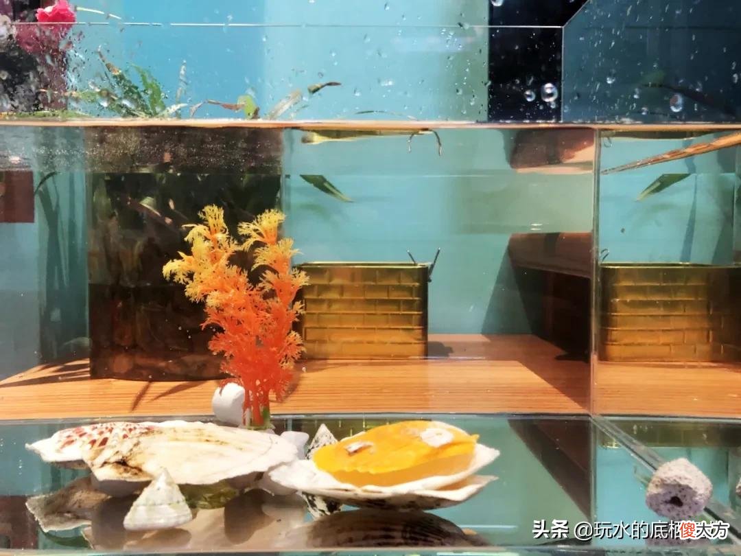 草缸 裸缸vs草缸是什么，让你放弃裸缸？