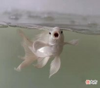 观赏鱼喜欢摄食的蔬菜水果会有哪些 鱼喜欢吃什么水果蔬菜