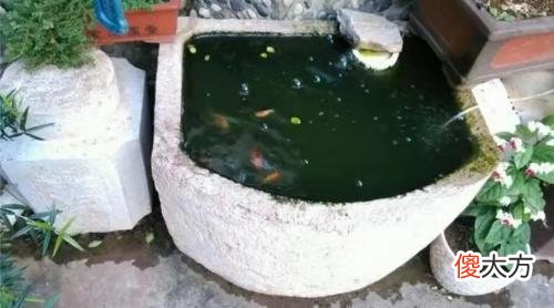 观赏鱼喜欢摄食的蔬菜水果会有哪些 鱼喜欢吃什么水果蔬菜