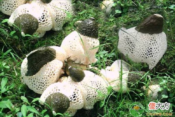 竹荪的产地在哪 最好的竹荪产自哪里