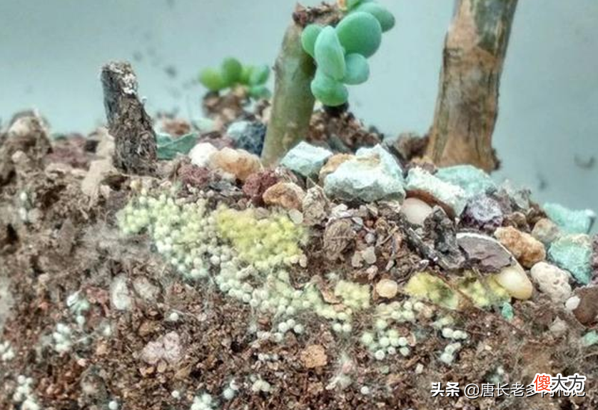 虫卵还是霉菌 霉菌是虫卵吗