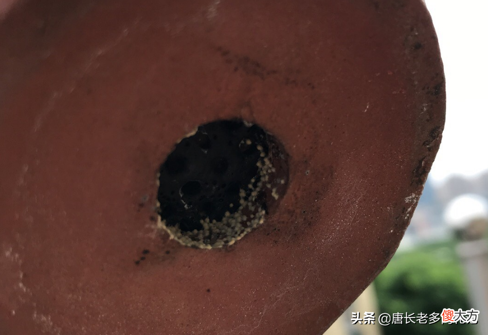 虫卵还是霉菌 霉菌是虫卵吗