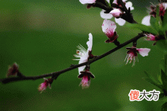 51，甲寅是什么意思，甲寅详解