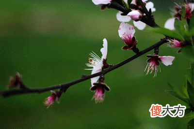 51，甲寅是什么意思，甲寅详解