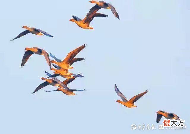 壹图集丨喜鹊见过吧？叼着东平湖河蚌的喜鹊，您肯定没见过