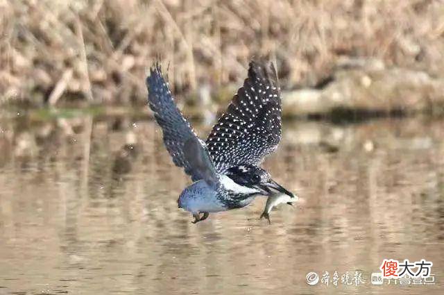 壹图集丨喜鹊见过吧？叼着东平湖河蚌的喜鹊，您肯定没见过