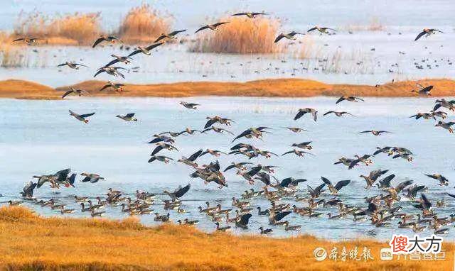壹图集丨喜鹊见过吧？叼着东平湖河蚌的喜鹊，您肯定没见过