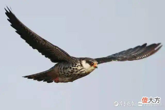 壹图集丨喜鹊见过吧？叼着东平湖河蚌的喜鹊，您肯定没见过