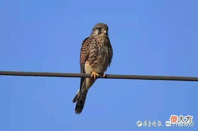 壹图集丨喜鹊见过吧？叼着东平湖河蚌的喜鹊，您肯定没见过