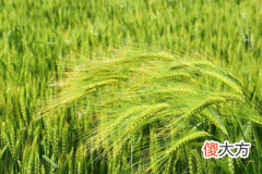 55，戊午是什么意思，戊午详解