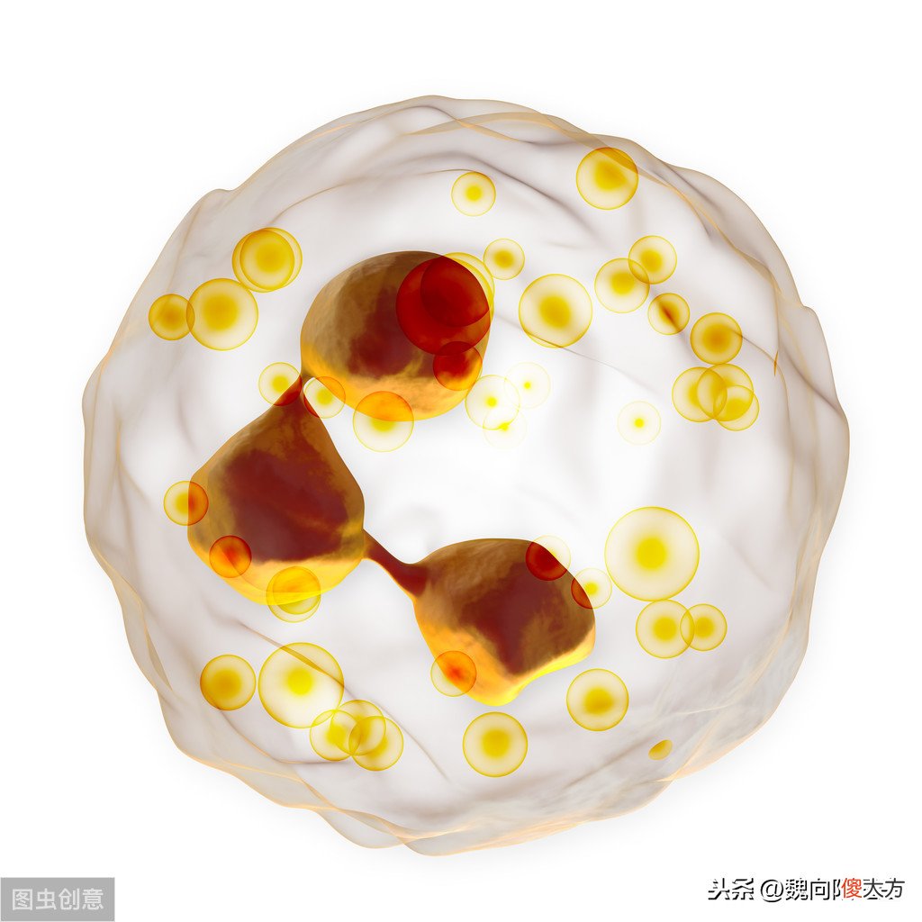 根据白细胞种类判断是感染类型 白细胞的分类有以下