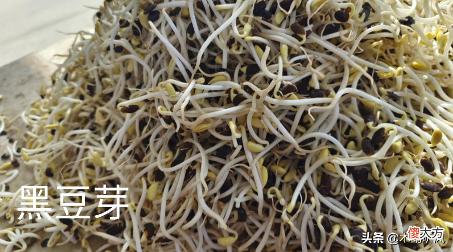 发的豆芽变绿 发的豆芽变绿了能吃吗