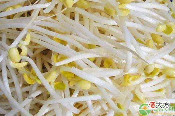 黄豆芽价格多少钱一斤 黄豆芽市场价