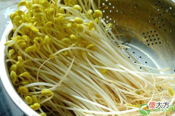 黄豆芽价格多少钱一斤 黄豆芽市场价