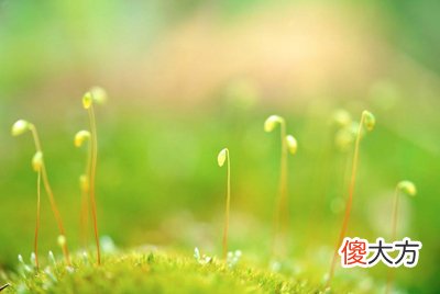 四柱排法