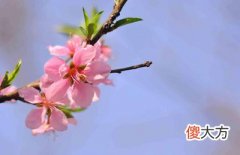 学学自算桃花运