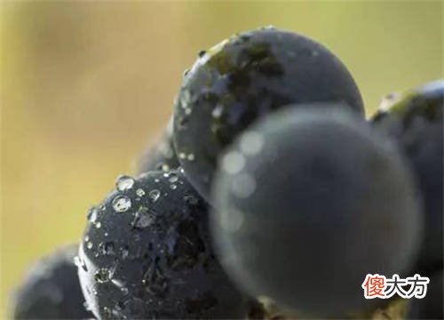 葡萄酒和瑜伽组合 美容瘦身选什么葡萄酒