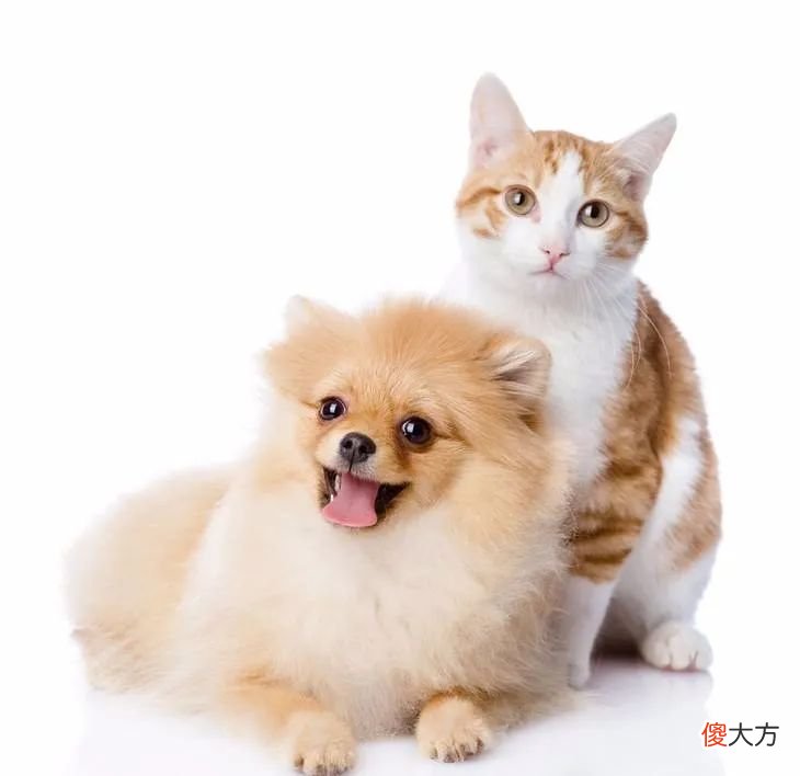 添加青口贝和海鱼 海带子和青口贝