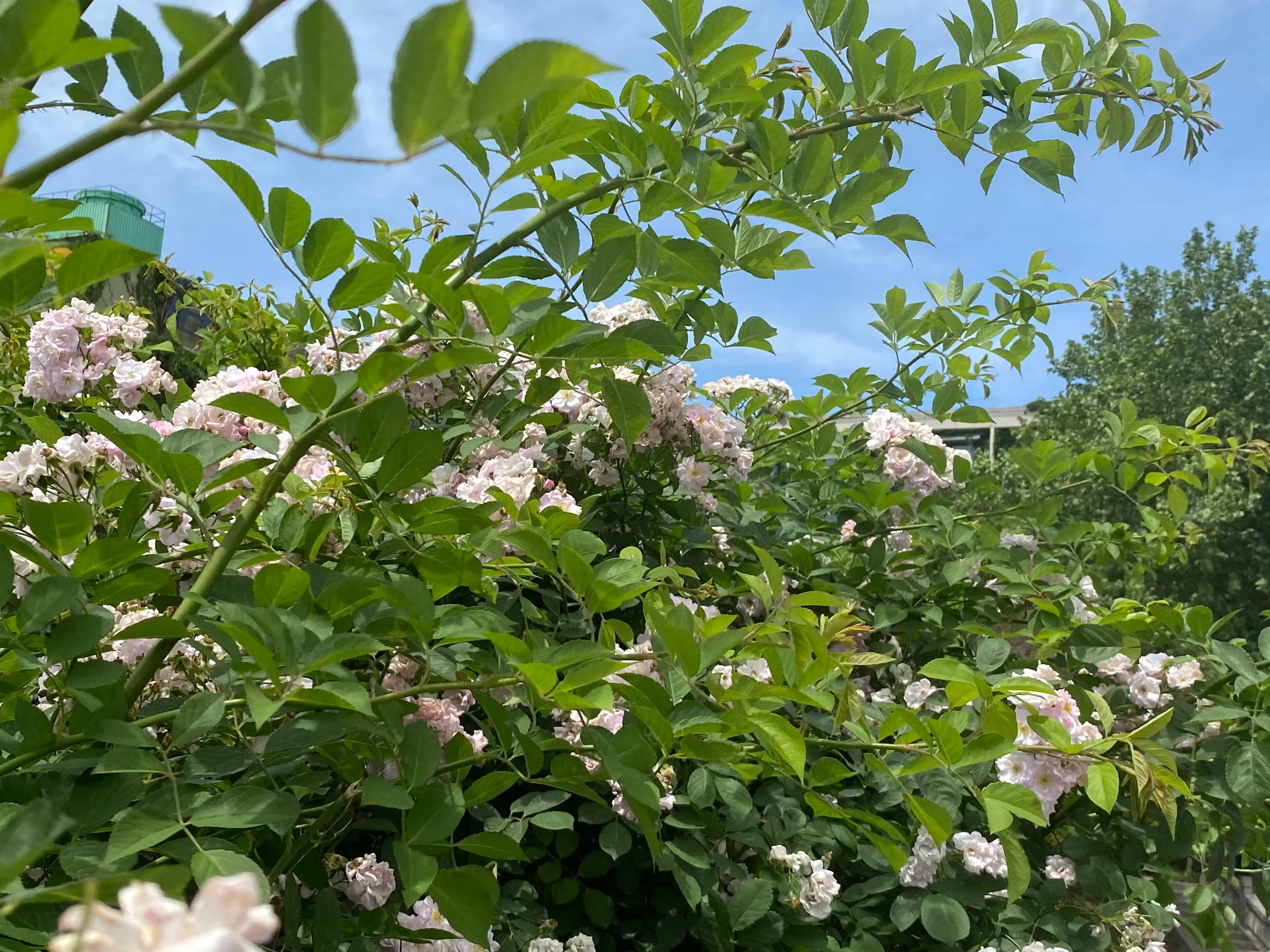 青年人在青年节可以做什么 青年节里想起当代青年遇到的问题