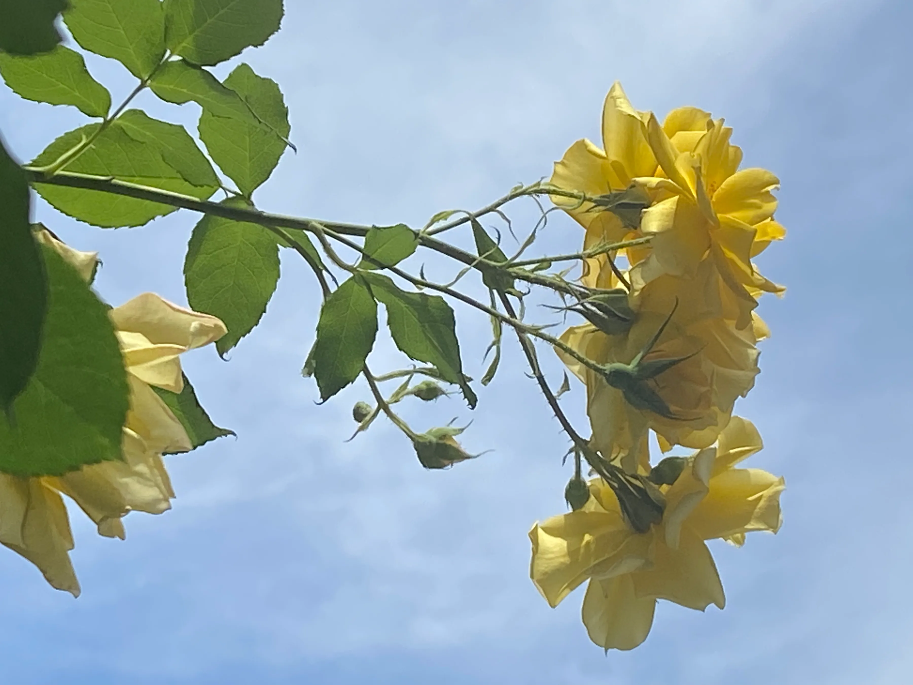 青年人在青年节可以做什么 青年节里想起当代青年遇到的问题