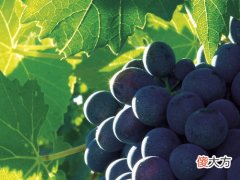 怎样进行高档红酒促销 加盟红酒行业前景怎么样