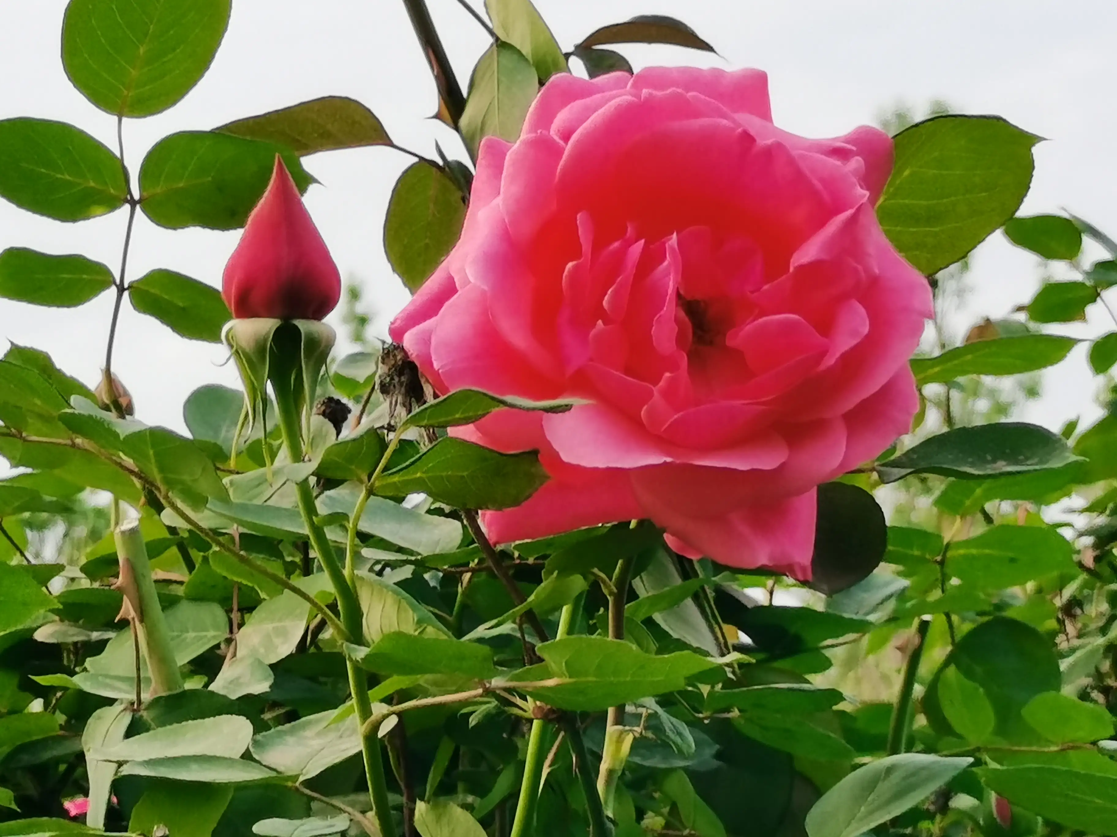 终于得回家过端午节了 明天就是端午节了，照例会放假