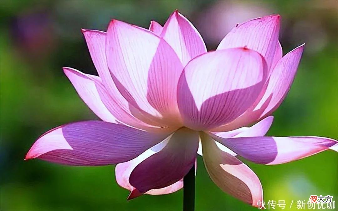 【十二星座】7月，鸿运当头，横财大发，生意兴隆，聚财有道，大富大贵的生肖