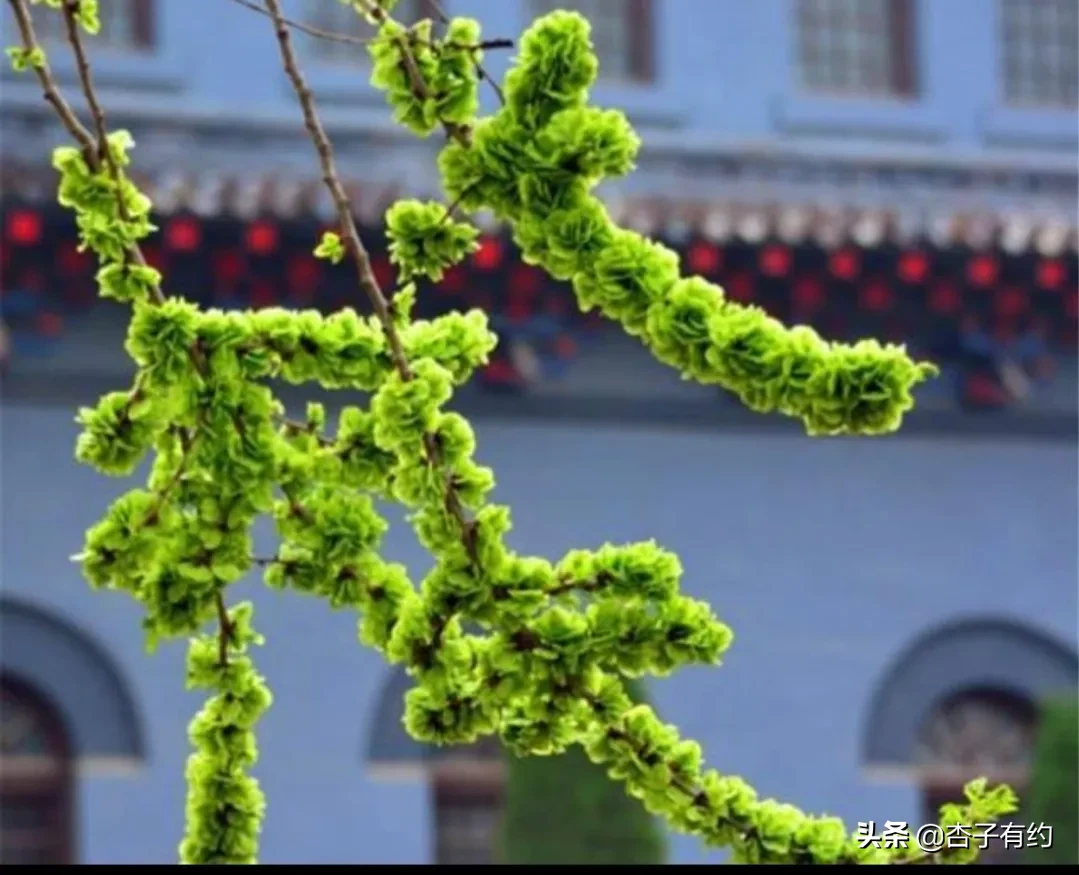 这个东西，现在还有人认识吗？我们老家叫茅嘀咕，学名茅针
