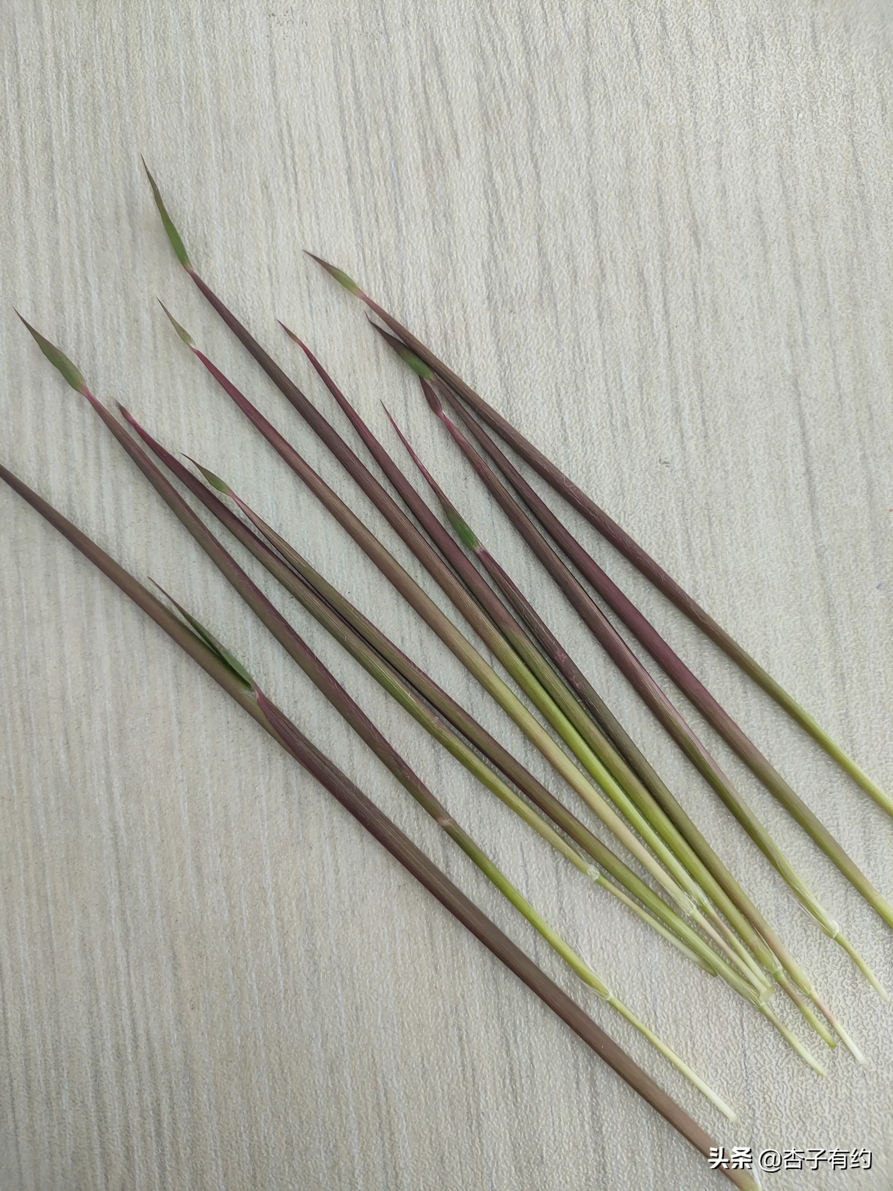 这个东西，现在还有人认识吗？我们老家叫茅嘀咕，学名茅针