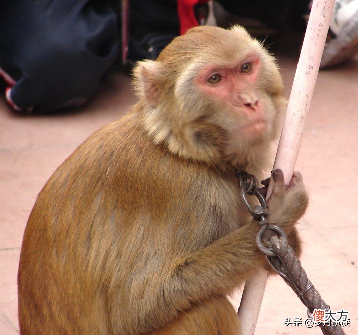 人自己选择的一辈子就是20做人,40年做牛,10年做猴,10年做狗