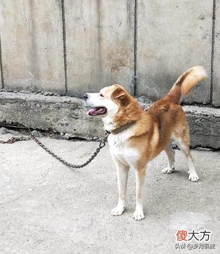 人自己选择的一辈子就是20做人,40年做牛,10年做猴,10年做狗