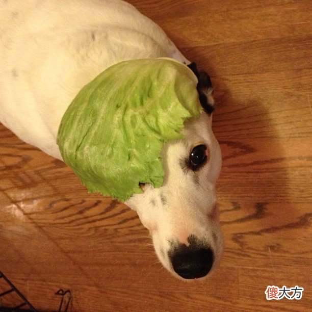 狗能吃生菜吗 狗可以吃生菜吗