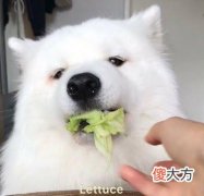 狗能吃生菜吗 狗可以吃生菜吗