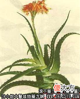 各位初八快乐！从今天起跟大家介绍下中药里面关于治疗便秘等肛肠病能用到的中药