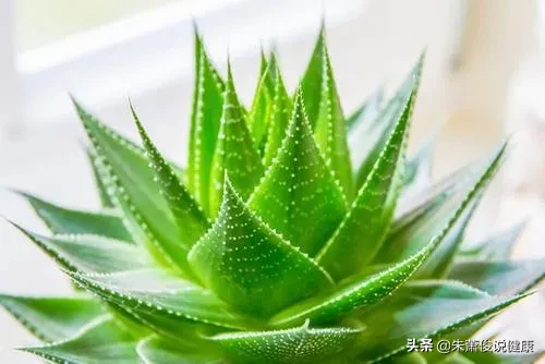 健康好物大赏 关注肺健康 健康科普排位赛 1750夏季美白吃什么?