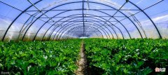 他们家的菜棚夏季温度比别家低八度，原因在这里用了这个材料