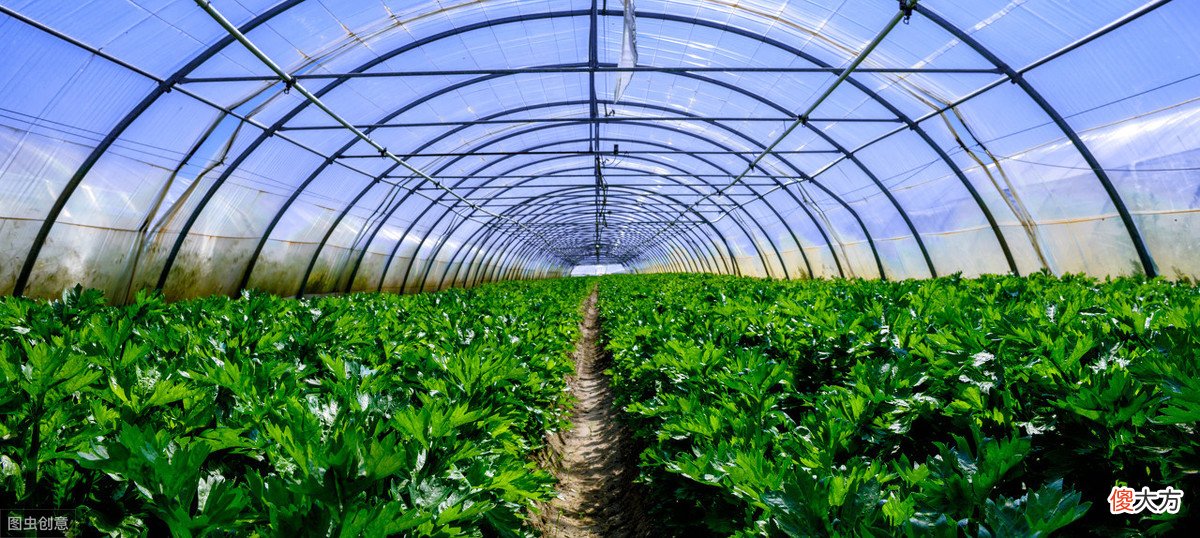 他们家的菜棚夏季温度比别家低八度，原因在这里用了这个材料