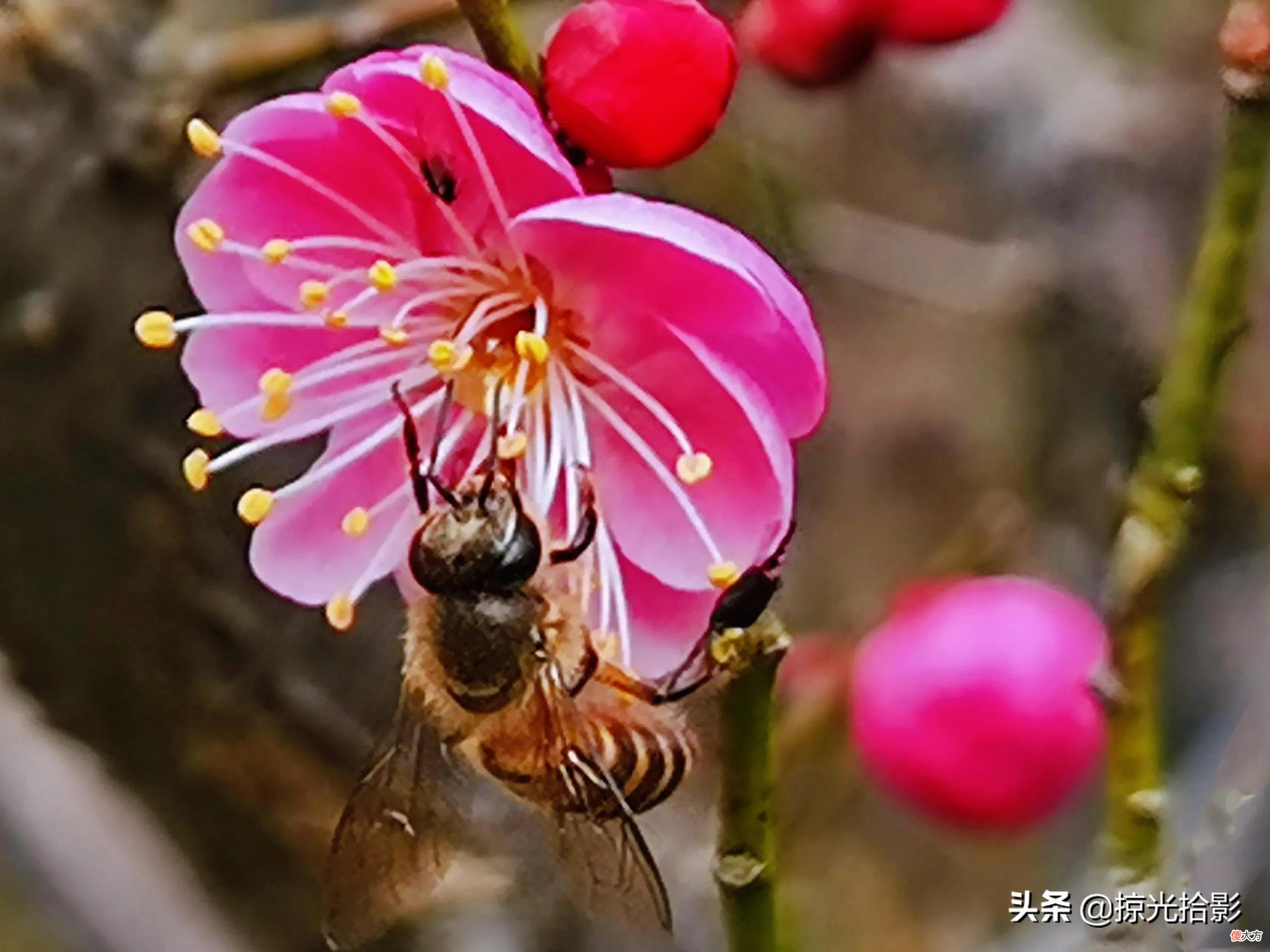 手机图片怎样拍才好看 手机图片设置什么好