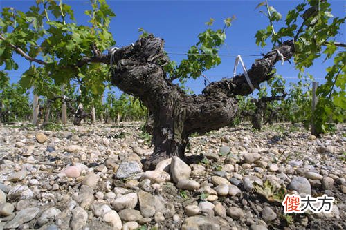 葡萄酒的二氧化碳压力一般是多少 葡萄酒成分有二氧化硫