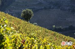南澳石灰岩赤霞珠干红葡萄酒2016 南澳石灰岩小镇钓鱼