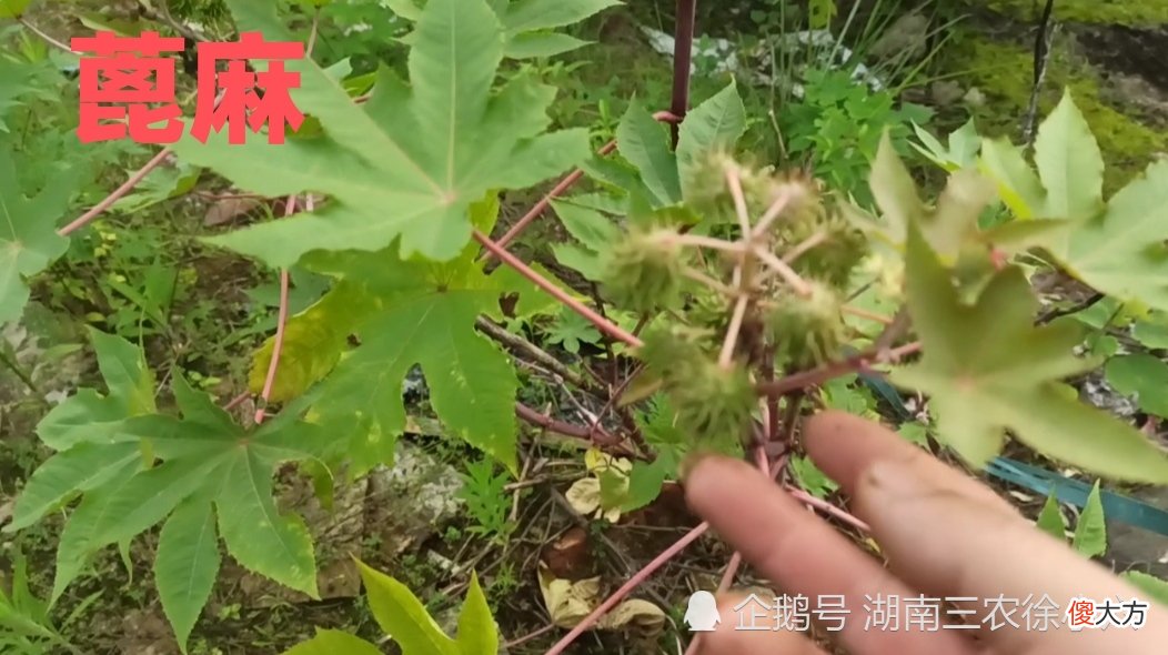 这种植物千万别乱吃,小孩吃2粒可以中毒,成人吃20可以至死